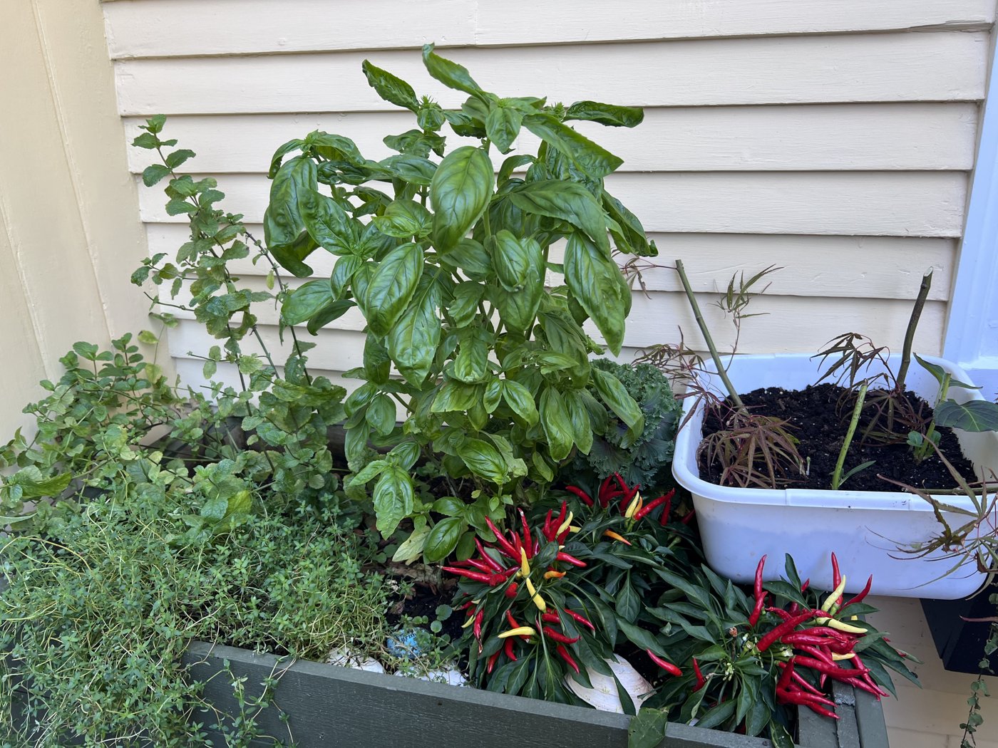 Basil, mint and chili plants with red and yellow peppers growing in containers beside seedlings and a wooden planter.
